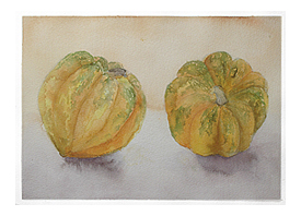 Acorn Squash