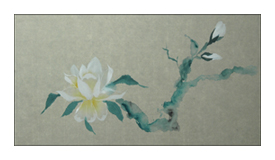 Magnolia