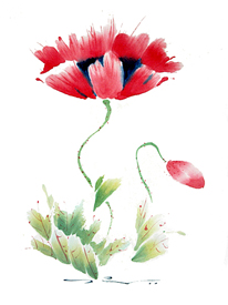 Poppy