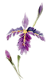 Blue-bearded iris