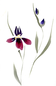 Japanese Iris