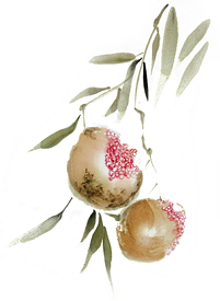 Chinese Pomegranate