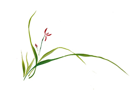 Grass Orchid