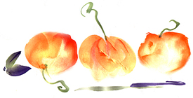 Pumpkin Patch