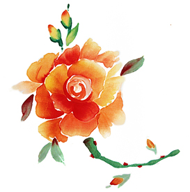 Chinese Rose